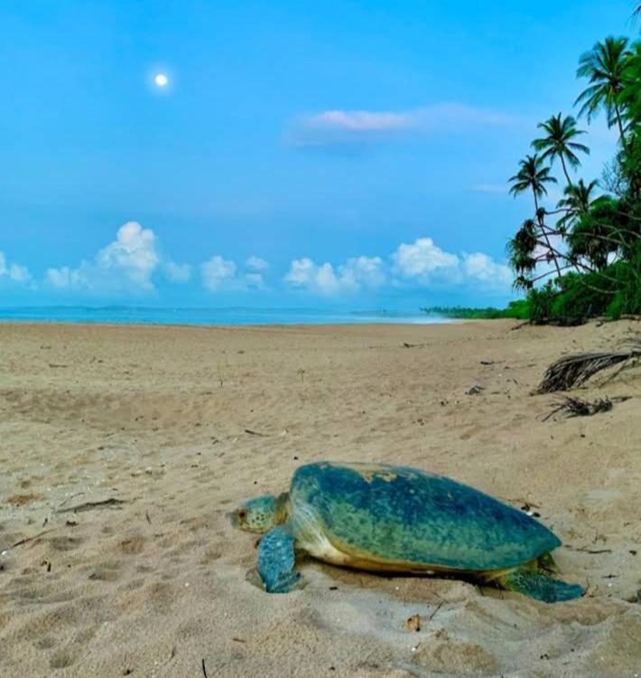 Hotel Golden Bell Tangalle Dış mekan fotoğraf